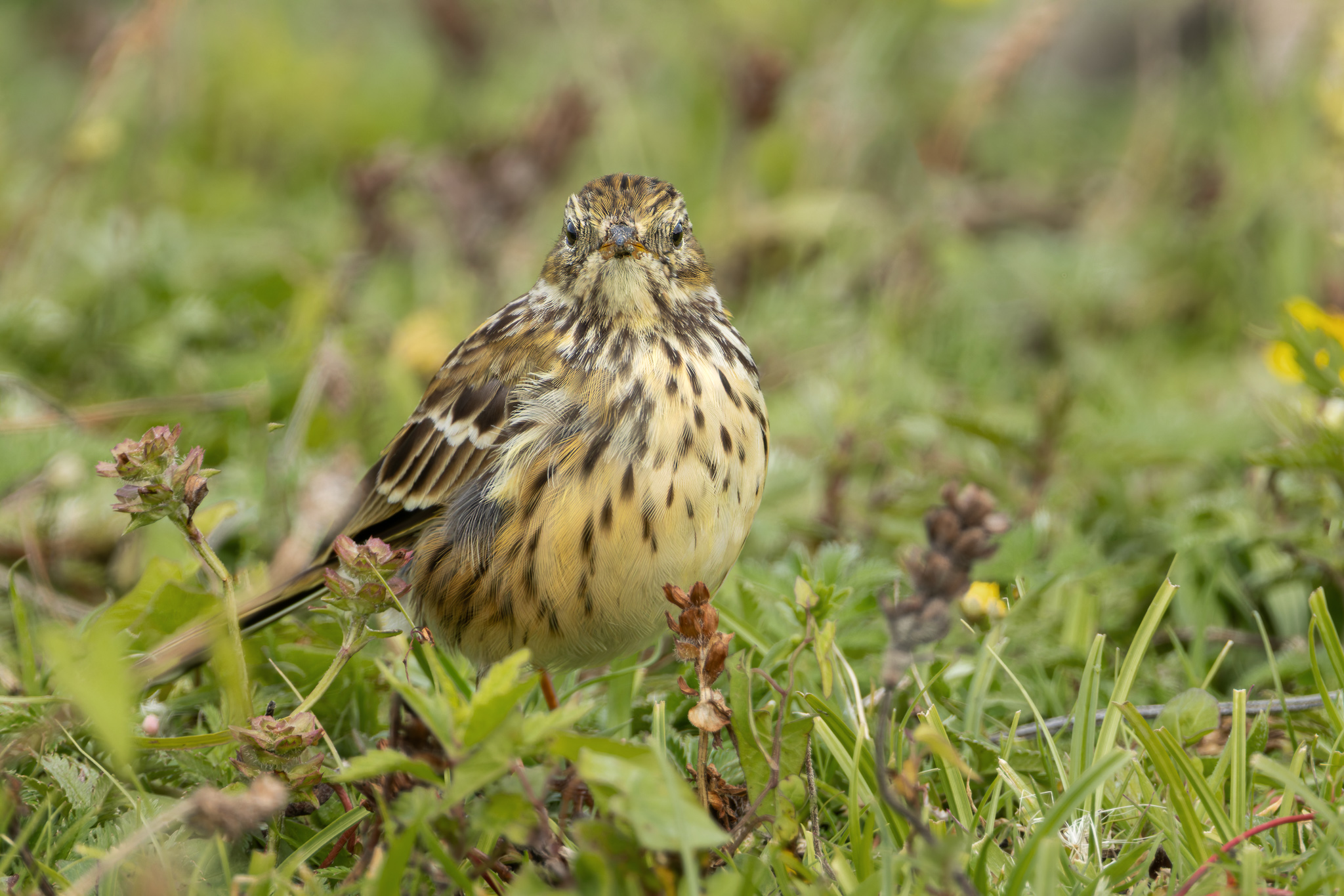 Wiesenpieper