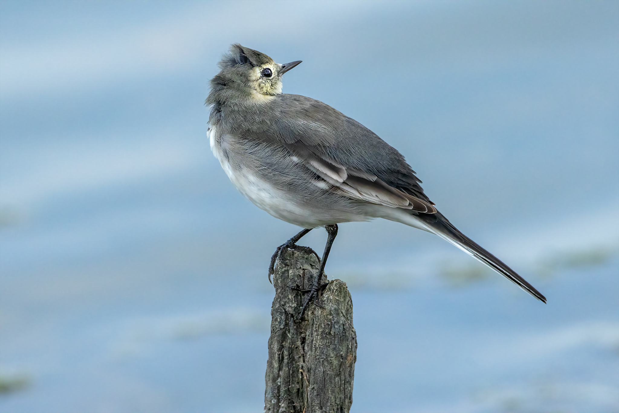 Bachstelze Abendsonne