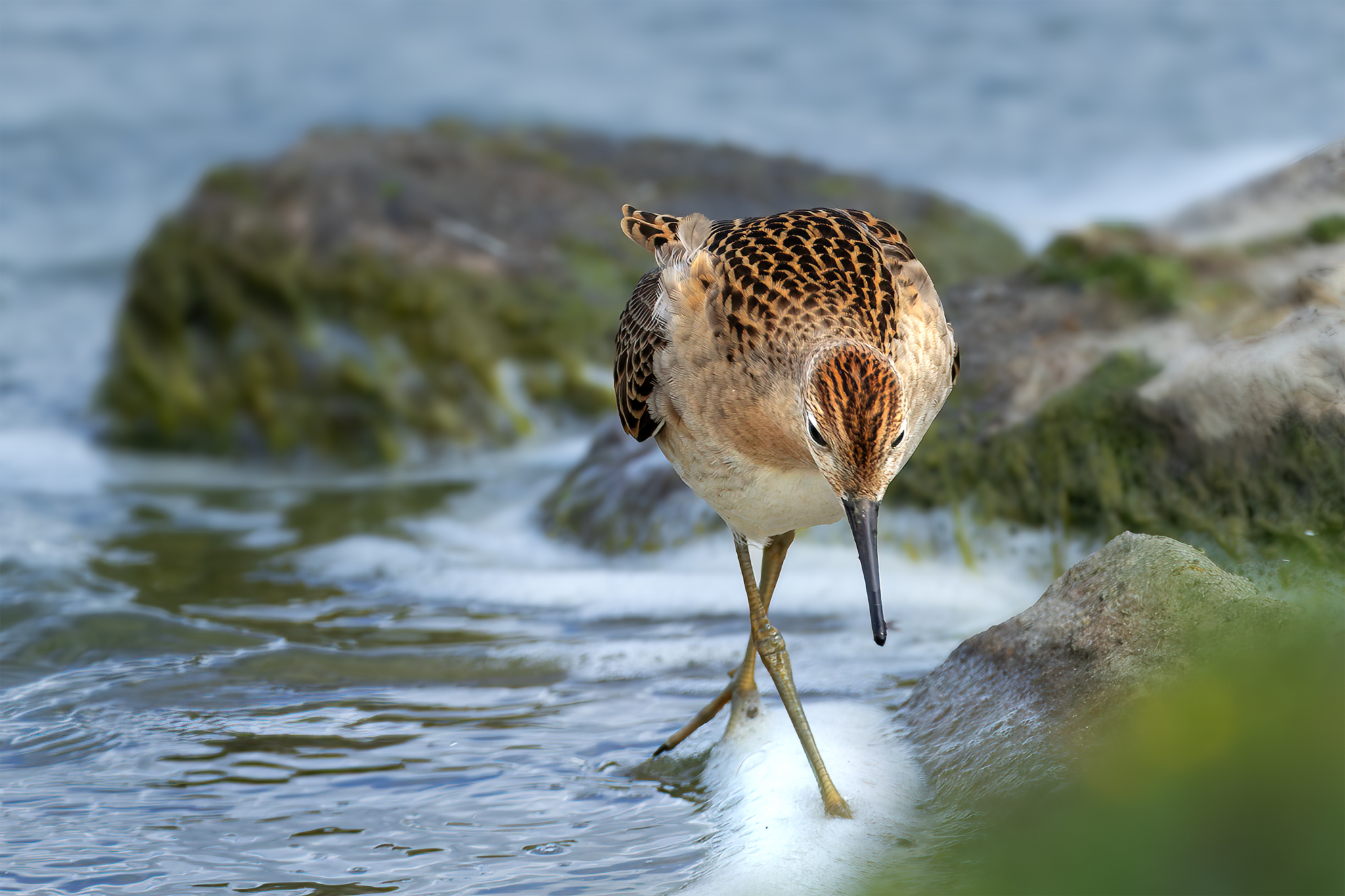 Strandläufer Grünschenkel