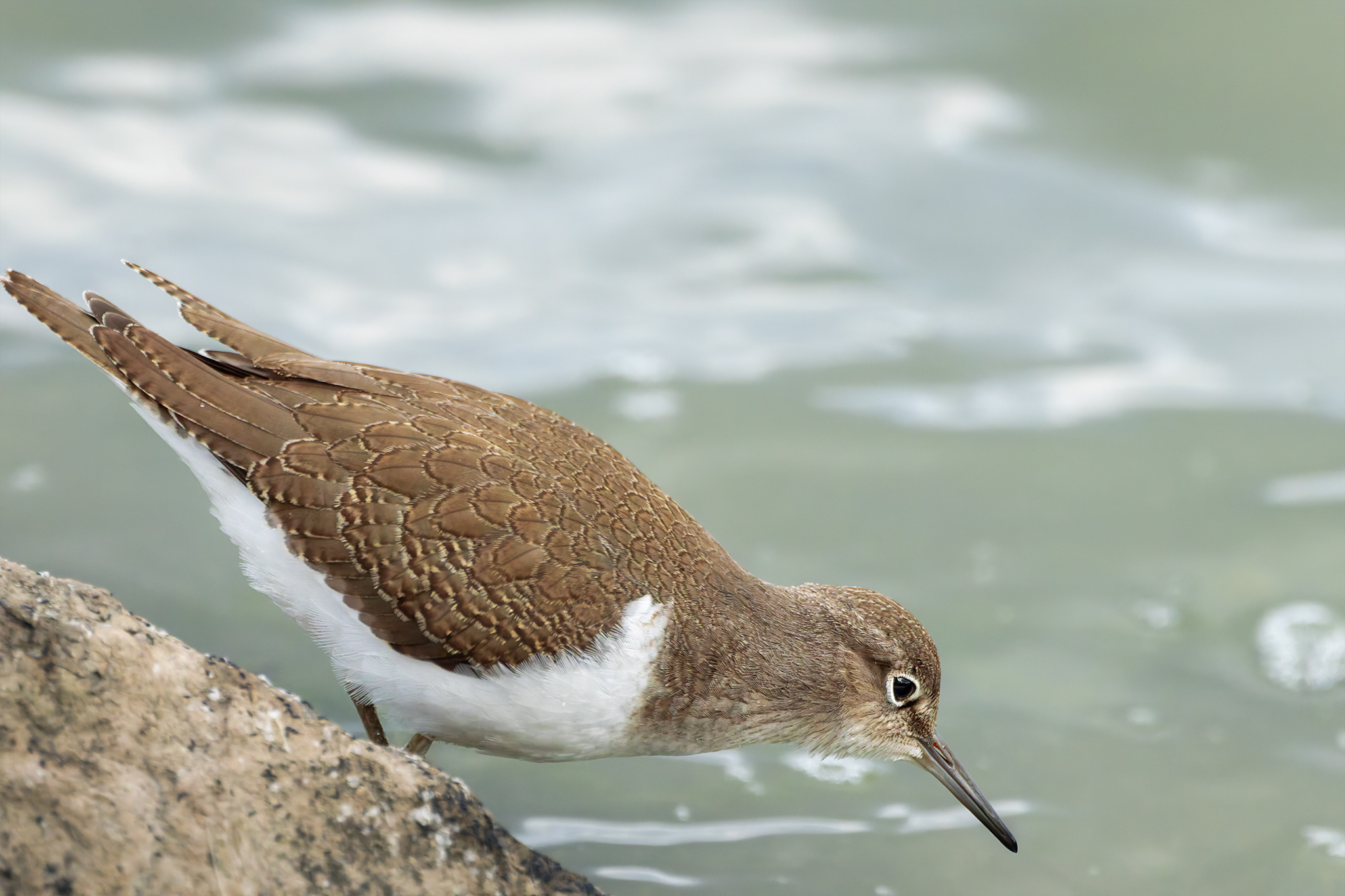 Wasserläufer Flussuferläufer