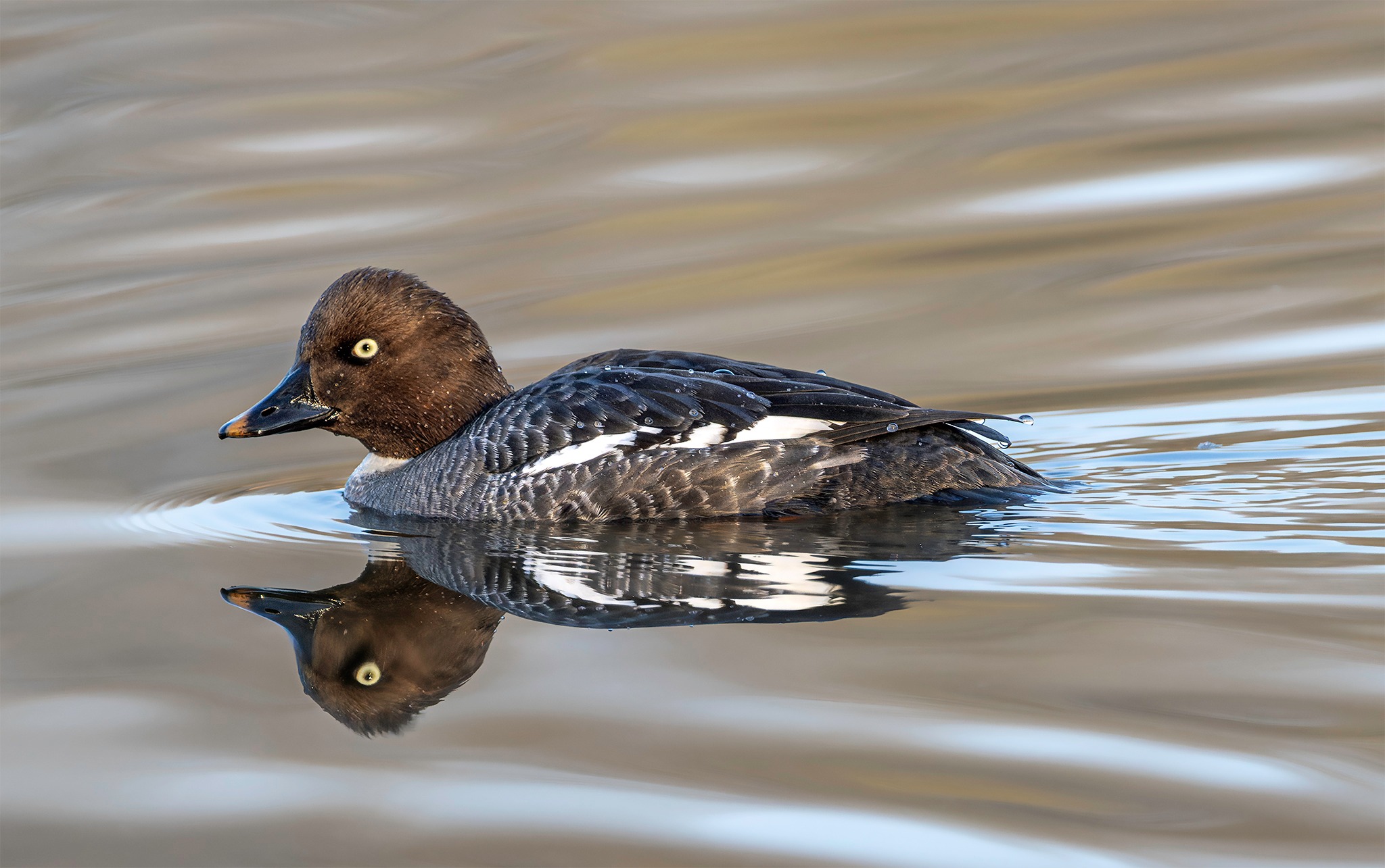 Wasservogel Schellente