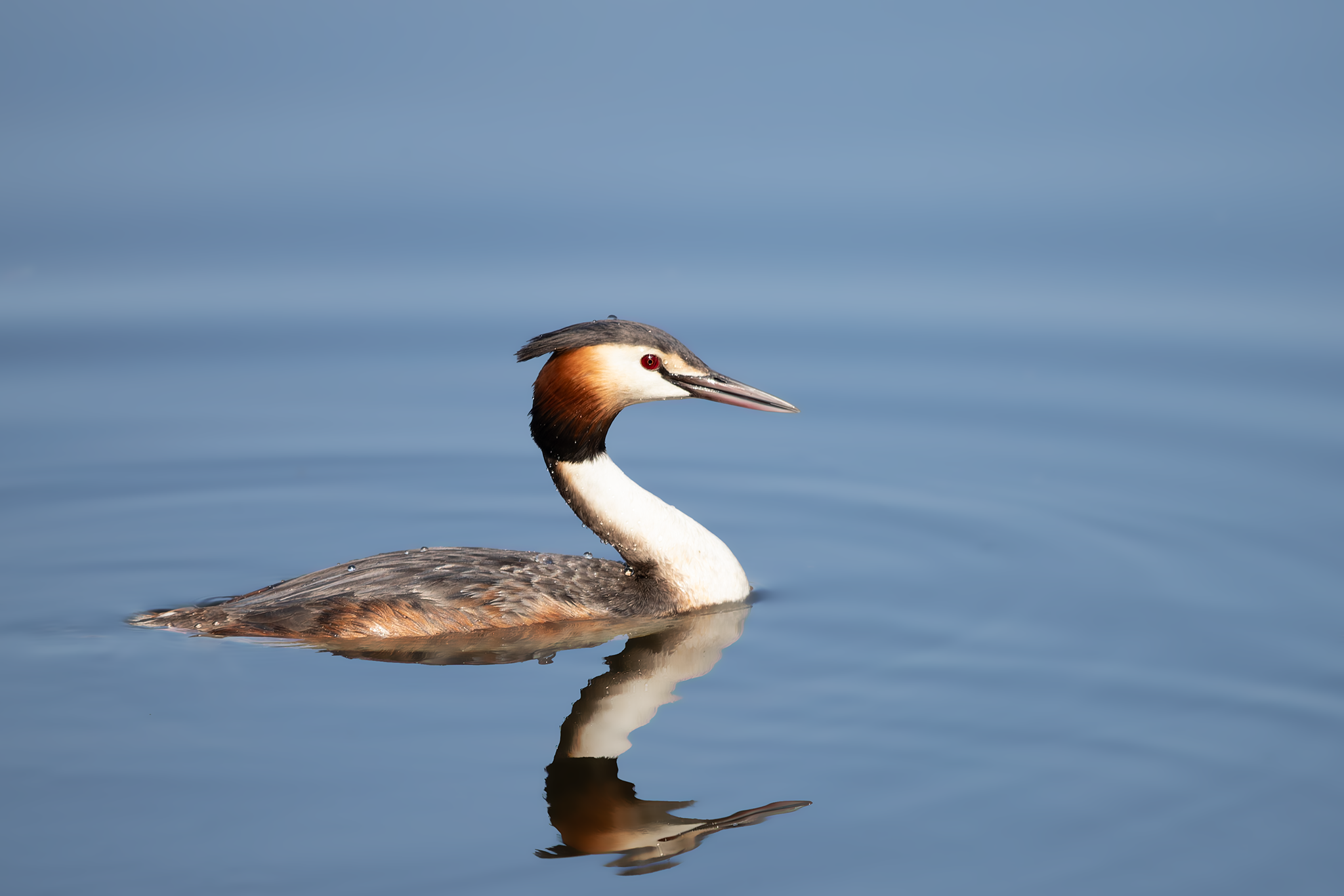 Lappentaucher Haubentaucher
