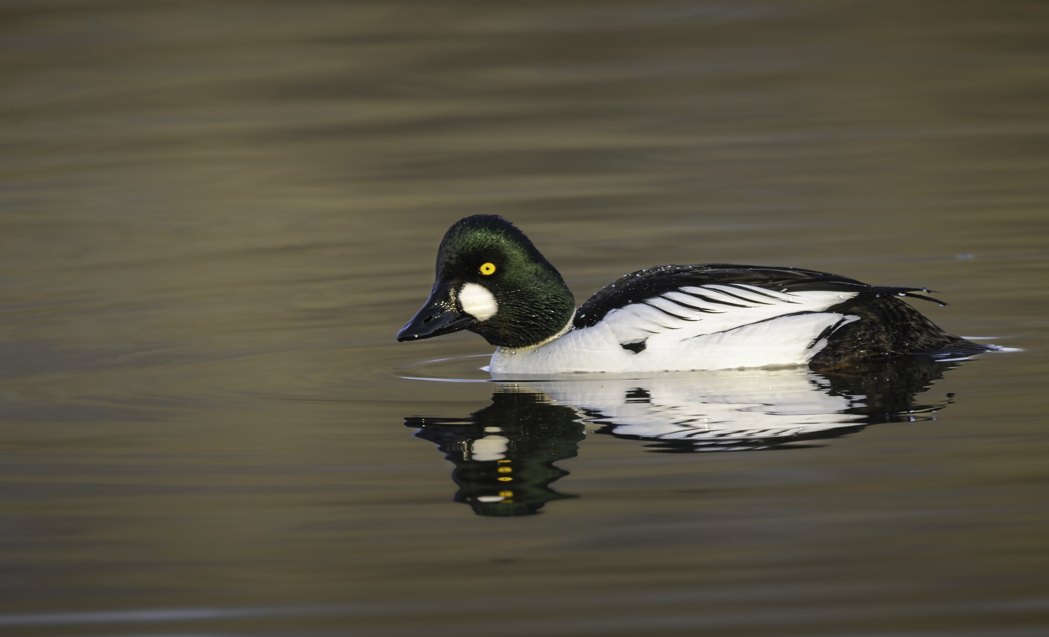 Schellente Männlich