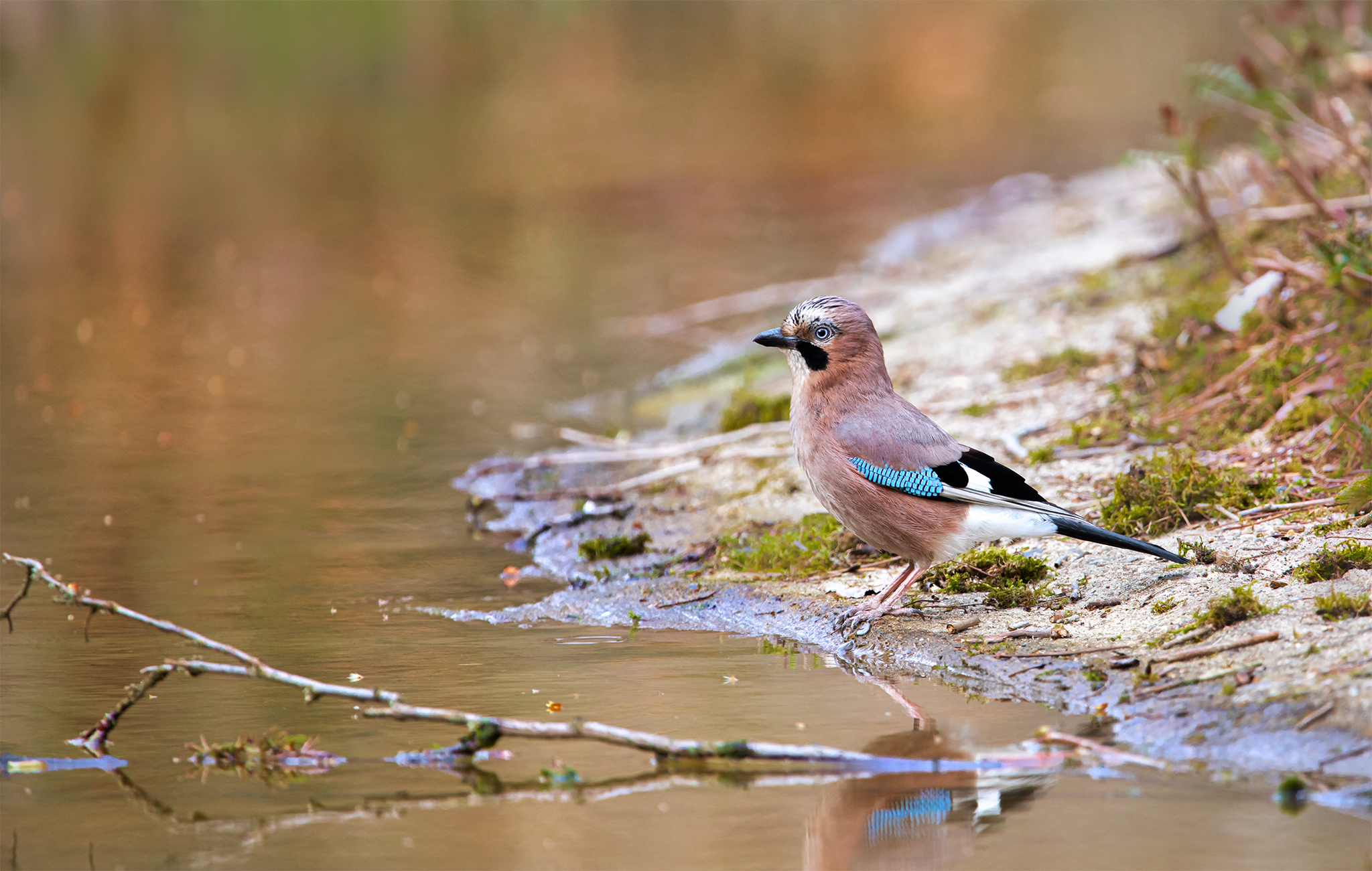 Rabenvogel Eichelhäher