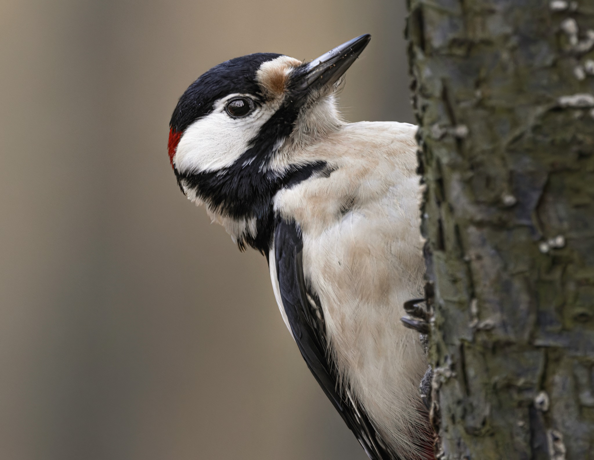 Spechtvogel Buntspecht