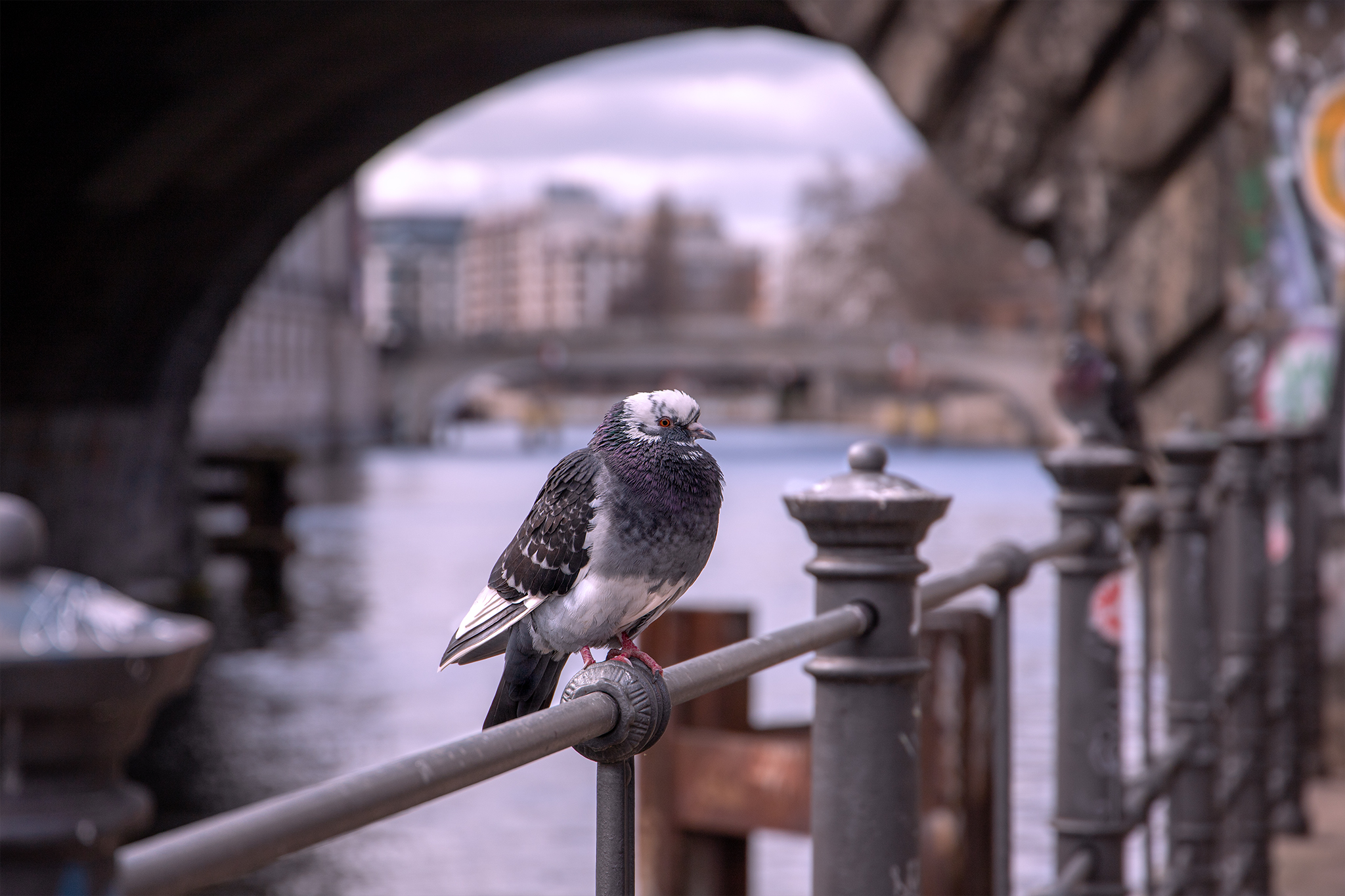 Stadttaube
